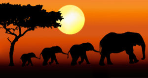 elephant-family-walking
