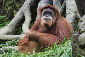 orangutan-pongo-pygmaeus-borneo-indonesia