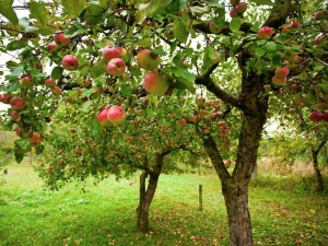 screen-shot-2017-01-12-at-11-55-45