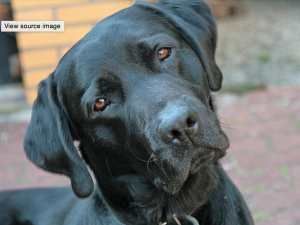 screen-shot-2017-01-14-at-12-13-49