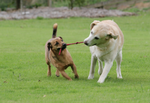 screen-shot-2017-01-14-at-12-14-10