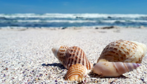 screen-shot-2018-06-07-at-12-31-12