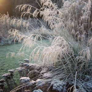 assess-the-bare-bones-of-your-garden-in-winter-1