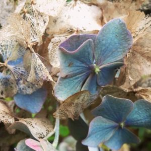 assess-the-bare-bones-of-your-garden-in-winter